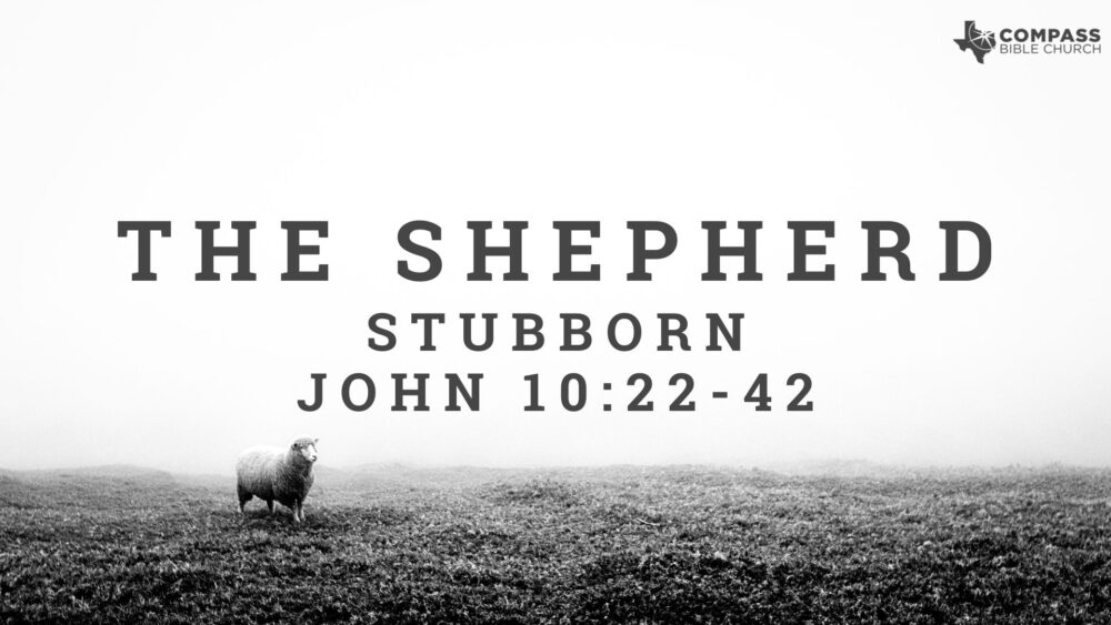 Stubborn (John 10:22-42) Image